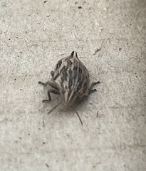 Odontotarsus