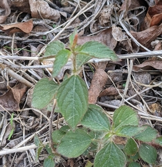 Acalypha phleoides