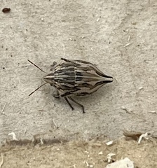 Odontotarsus