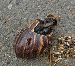 Lissachatina immaculata