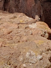 Gallotia galloti