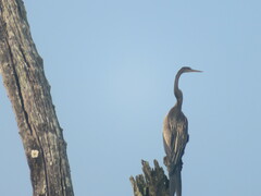 Anhinga melanogaster