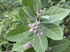 Calotropis gigantea