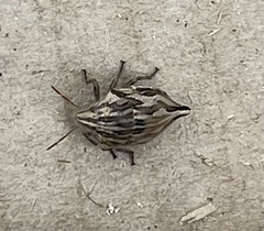 Odontotarsus