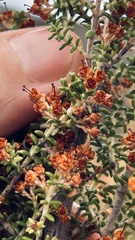 Erica arenaria