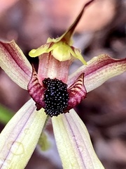 Caladenia macrostylis