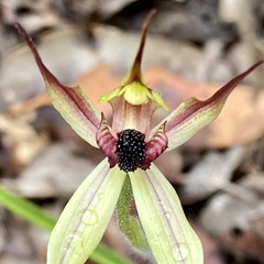 Caladenia macrostylis