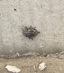 Odontotarsus