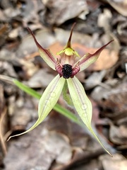 Caladenia macrostylis