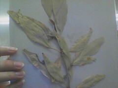 Populus angustifolia