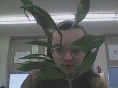 Populus angustifolia