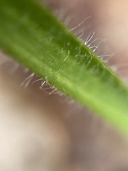 Caladenia macrostylis