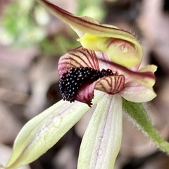 Caladenia macrostylis