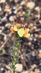 Wiborgiella