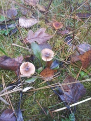 Hygrophorus hypothejus