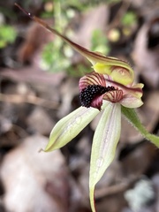 Caladenia macrostylis