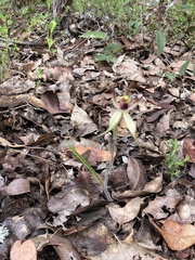 Caladenia macrostylis