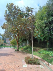 Meriania nobilis