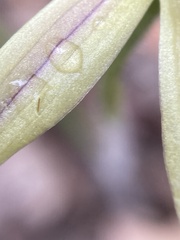 Caladenia macrostylis