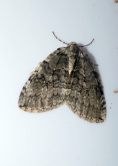 Epirrita dilutata