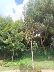 Meriania nobilis