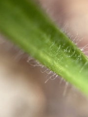Caladenia macrostylis
