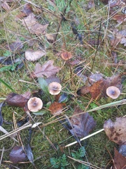 Hygrophorus hypothejus