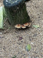 Hypholoma lateritium