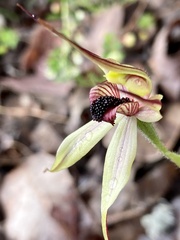 Caladenia macrostylis