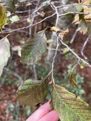 Alnus serrulata