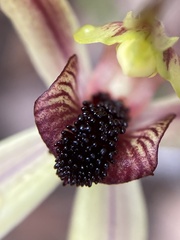 Caladenia macrostylis