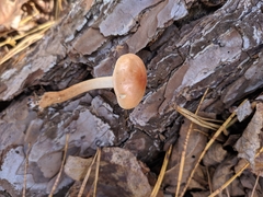 Hypholoma capnoides
