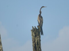 Anhinga melanogaster