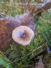 Hygrophorus hypothejus