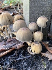 Micacei