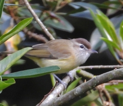 Vireo leucophrys