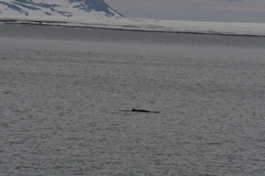 Balaenoptera acutorostrata
