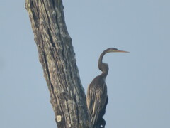 Anhinga melanogaster