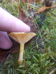 Hygrophorus hypothejus