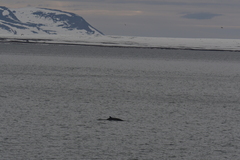Balaenoptera acutorostrata