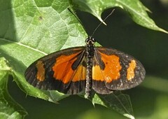 Acraea