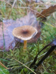 Hygrophorus hypothejus