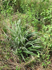 Senecio mlilwanensis