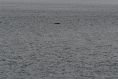 Balaenoptera acutorostrata