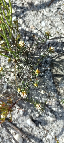 Image of Disparago laxifolia by (c) Adele SL, some rights reserved (CC BY)