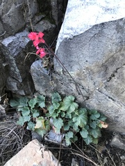 Heuchera sanguinea