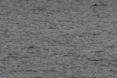 Balaenoptera acutorostrata