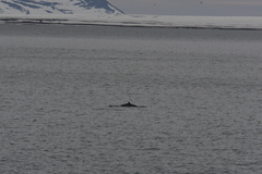 Balaenoptera acutorostrata