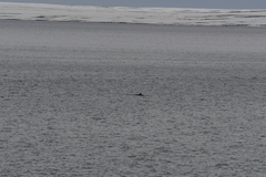 Balaenoptera acutorostrata