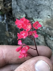 Heuchera sanguinea